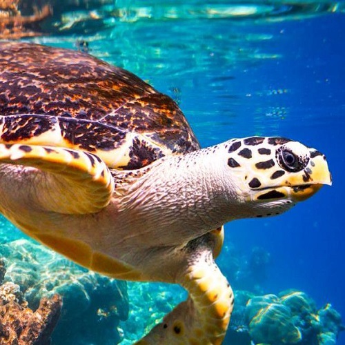 turtle 500 x 500 turtle 500 x 500