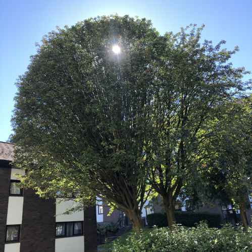 Tree Route Tree Route