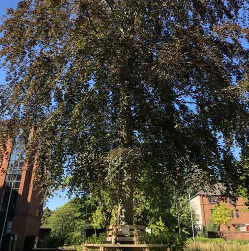 Tree Route Tree Route