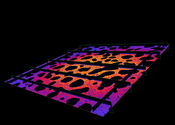A 3D microscopy image of a damaged biofilm