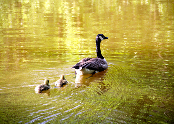 A Canada goose paddles across a lake followed by her goslings