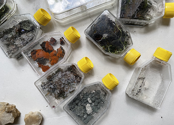 Little specimen bottles with yellow lids filled with soil, roots and little rocks