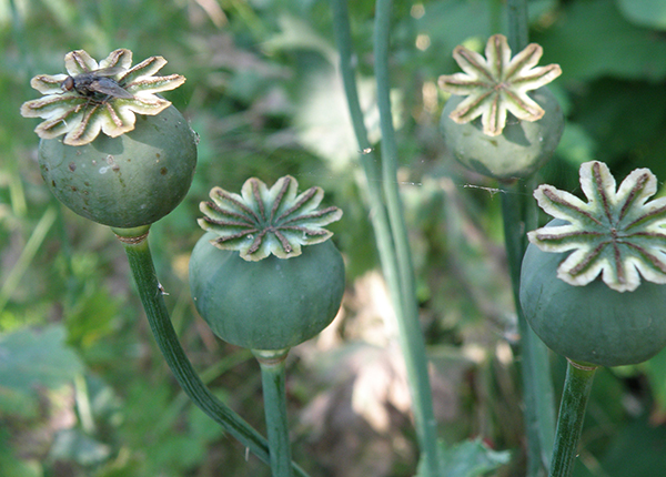 Poppy seed heads with a fly on top of one