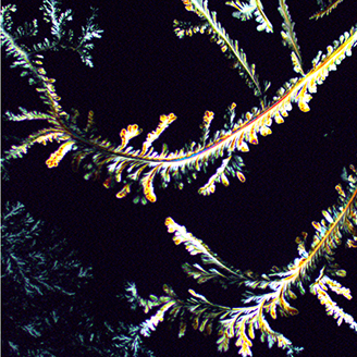 A microscope image showing bright crystal strands that look like ferns