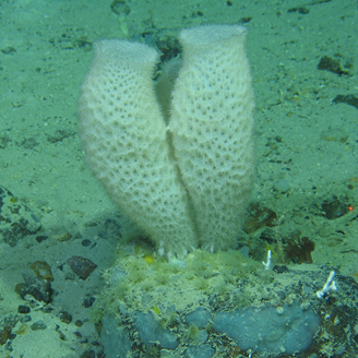 Deep-sea sponges growing out of a rock