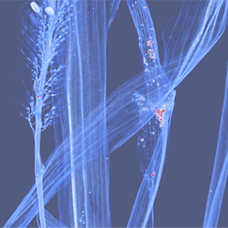 A microscope image of reed canary grass