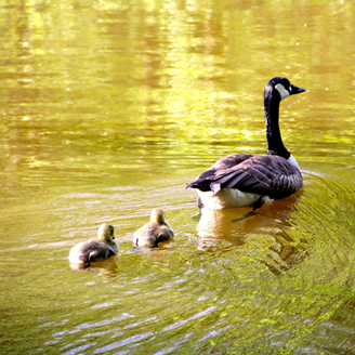A Canada goose paddles across a lake followed by her goslings