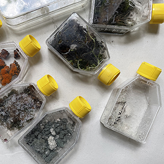 Little specimen bottles with yellow lids filled with soil, roots and little rocks