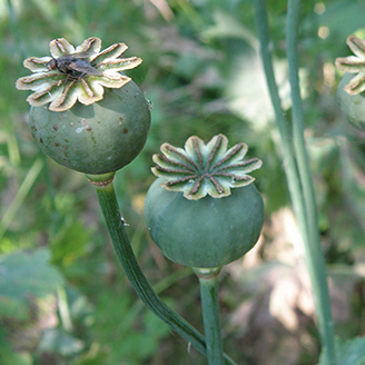 Poppy seed heads with a fly on top of one