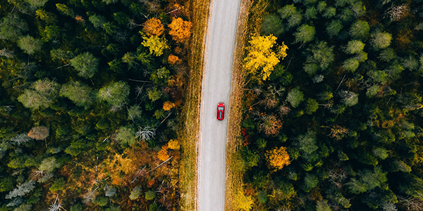  Car driving through lush forest