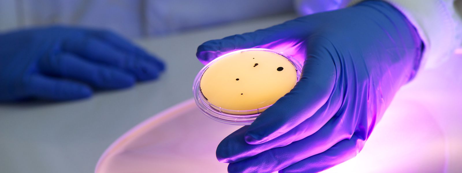 A petri dish bathed in HINS light. A petri dish bathed in HINS light.