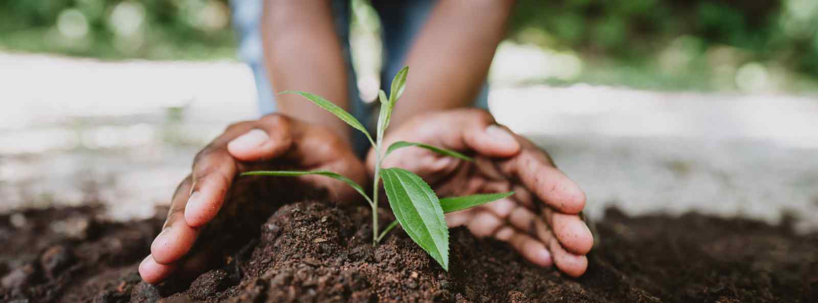 Plant in soil Plant in soil