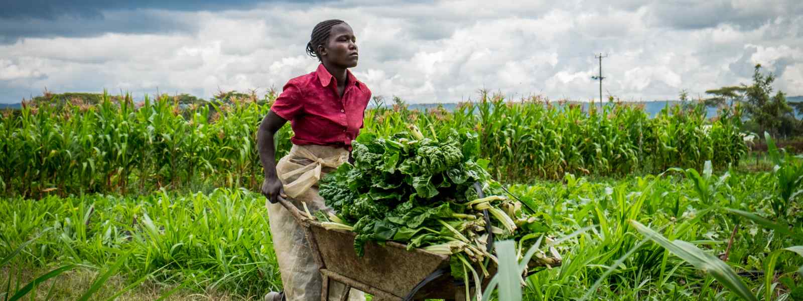 A Kenyan farm worker in the field