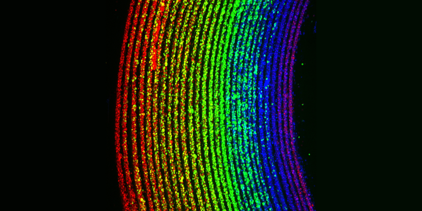A microscopic rainbow created using ultra-thin layers of human cells and the new RIFLE biofabrication technology. Each of the dots is a red, green or blue cell that has been assembled, layer by layer, into bands of colour. Credit: Ian Holland