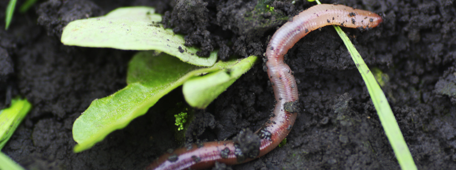 A worm in soil.