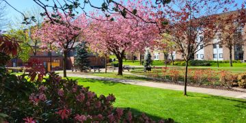 Cherry blossom in full bloom in the University of Strathclyde campus gardens