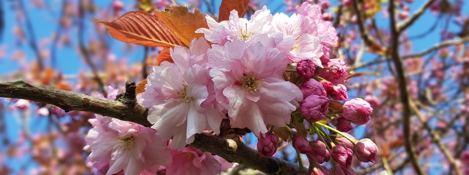 A close-up shot of pink cherry blossom