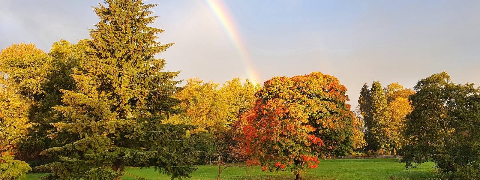 View of autumn trees with bright sky and rainbow