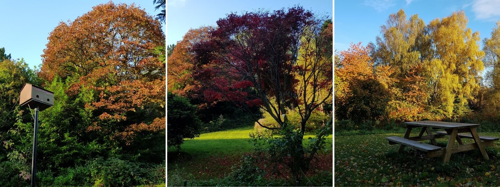 Block of 3 images featuring autumnal trees in a park