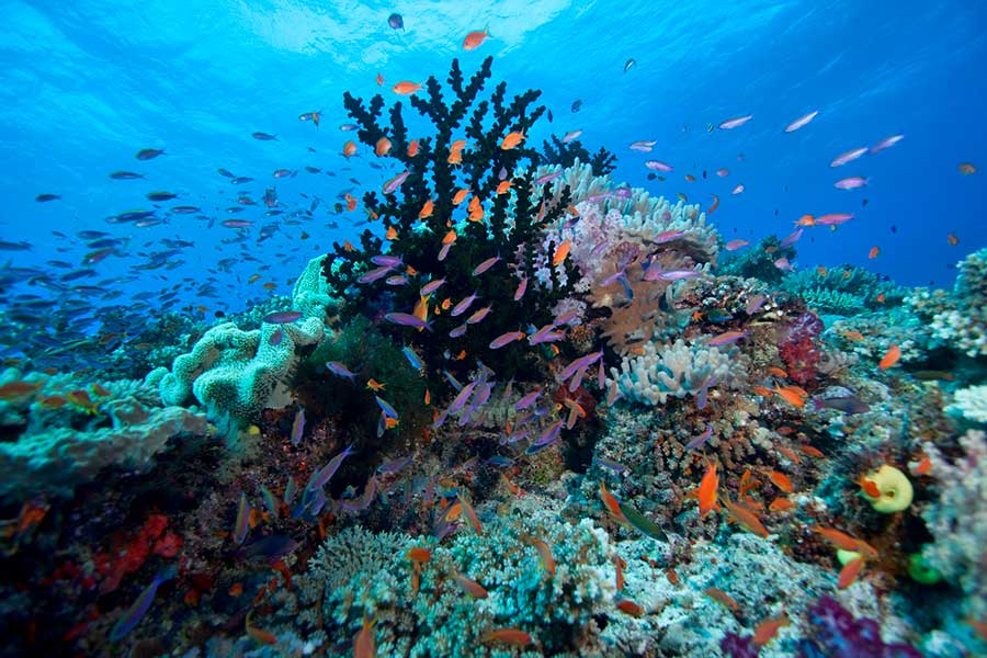 Colourful coral reef.