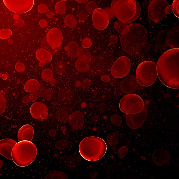 Microscopic view of blood cells.