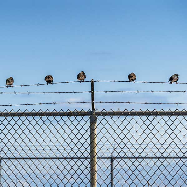 Birds on barbed wire with a blue sky in the background