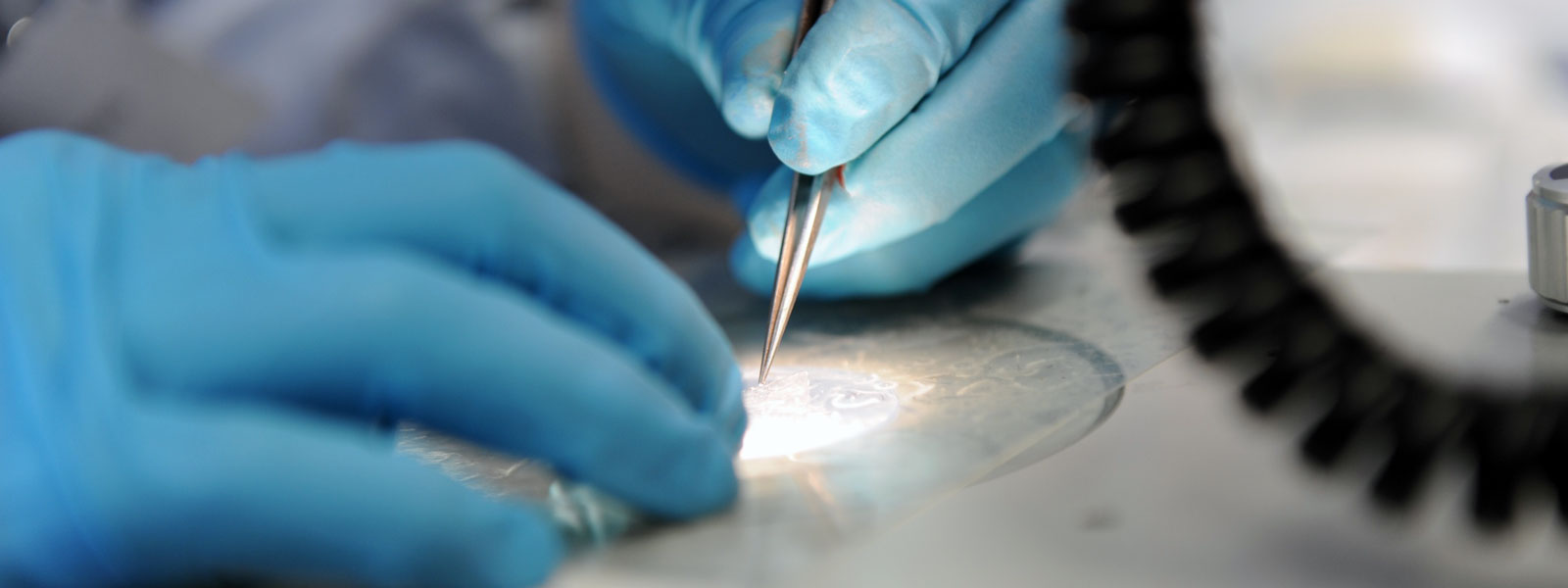 a close up of blue-gloved hands, holding tweezers to analyse a sample in a petrie dish, in a lab