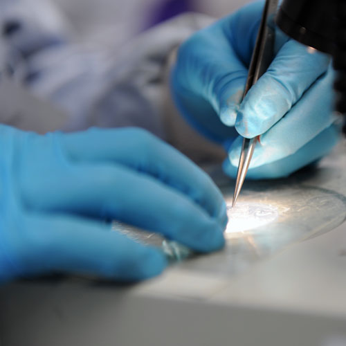 close up of blue-gloved hands holding tweezers, analysing a sample in a dish, in a lab