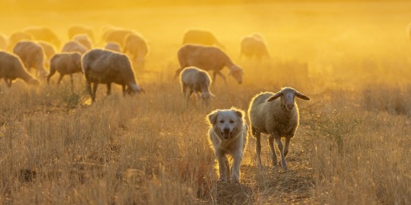 Sheep and dog with grazing livestock