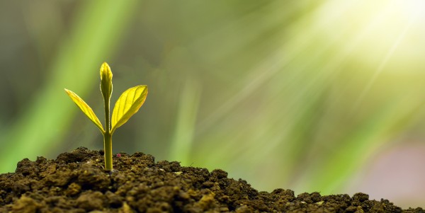A seedling in light