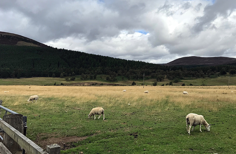 Wildlife scene in Scottish countryside