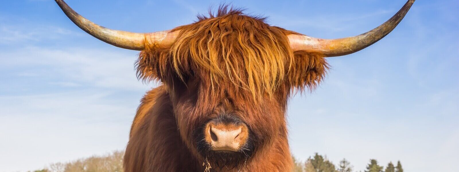 Close up picture of a highland cow