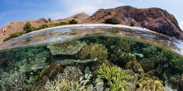 Green coral underwater