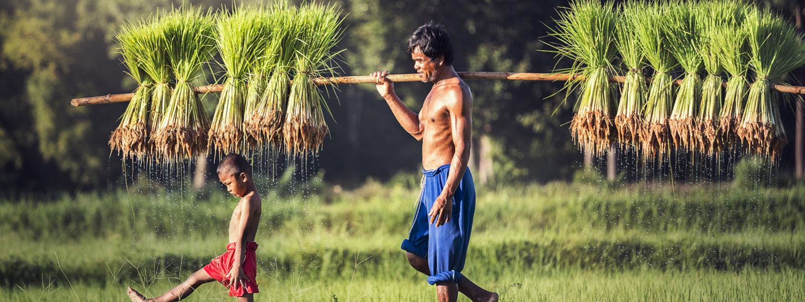 A man and a child walking in a rice plantation A man and a child walking in a rice plantation