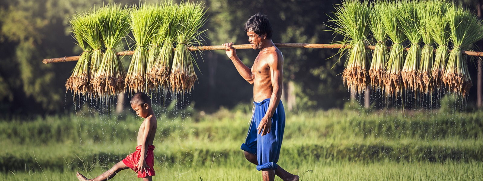 A man and a child walking in a rice plantation