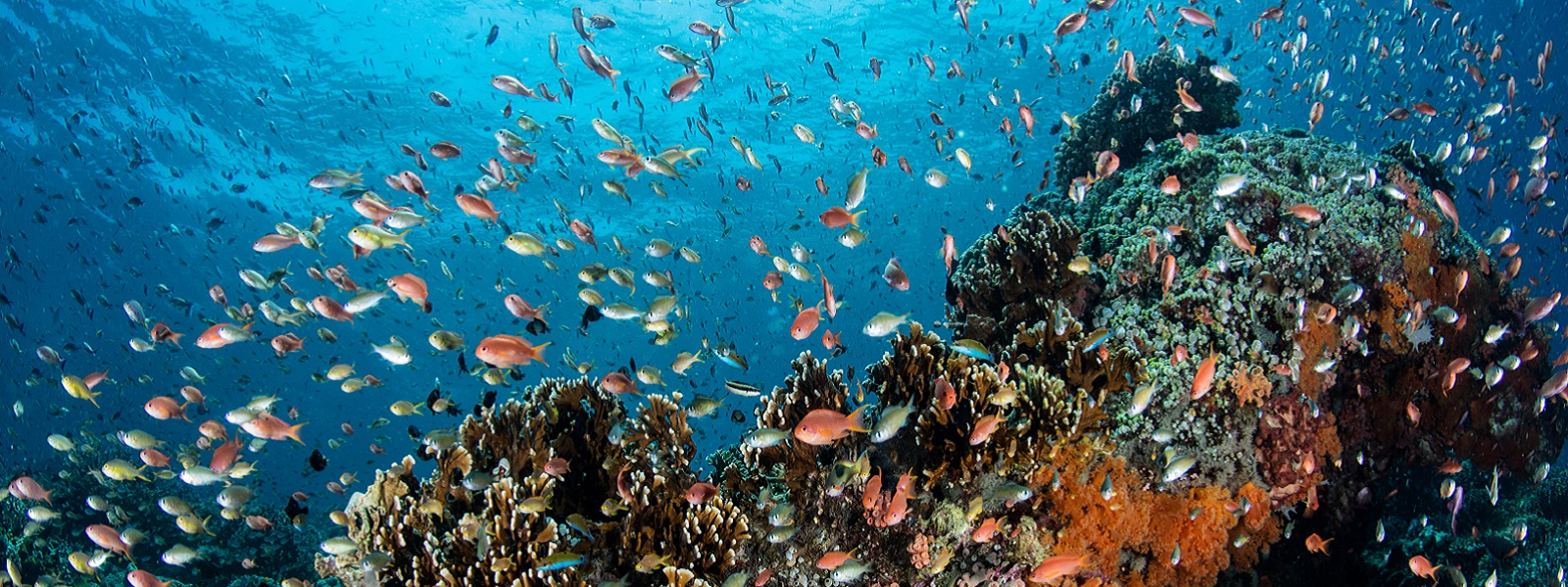Marine genetic resources workshop Marine genetic resources workshop