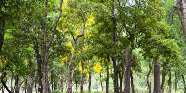 Sandalwood forest at Marayoor, near Munnar, Kerala, India