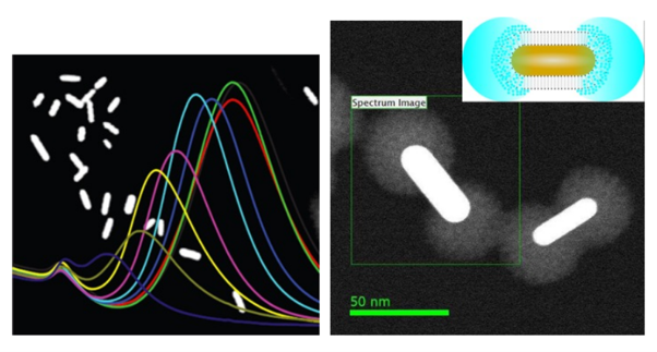 Images of nanoprobes Images of nanoprobes