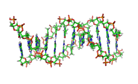 Simulation of DNA Simulation of DNA