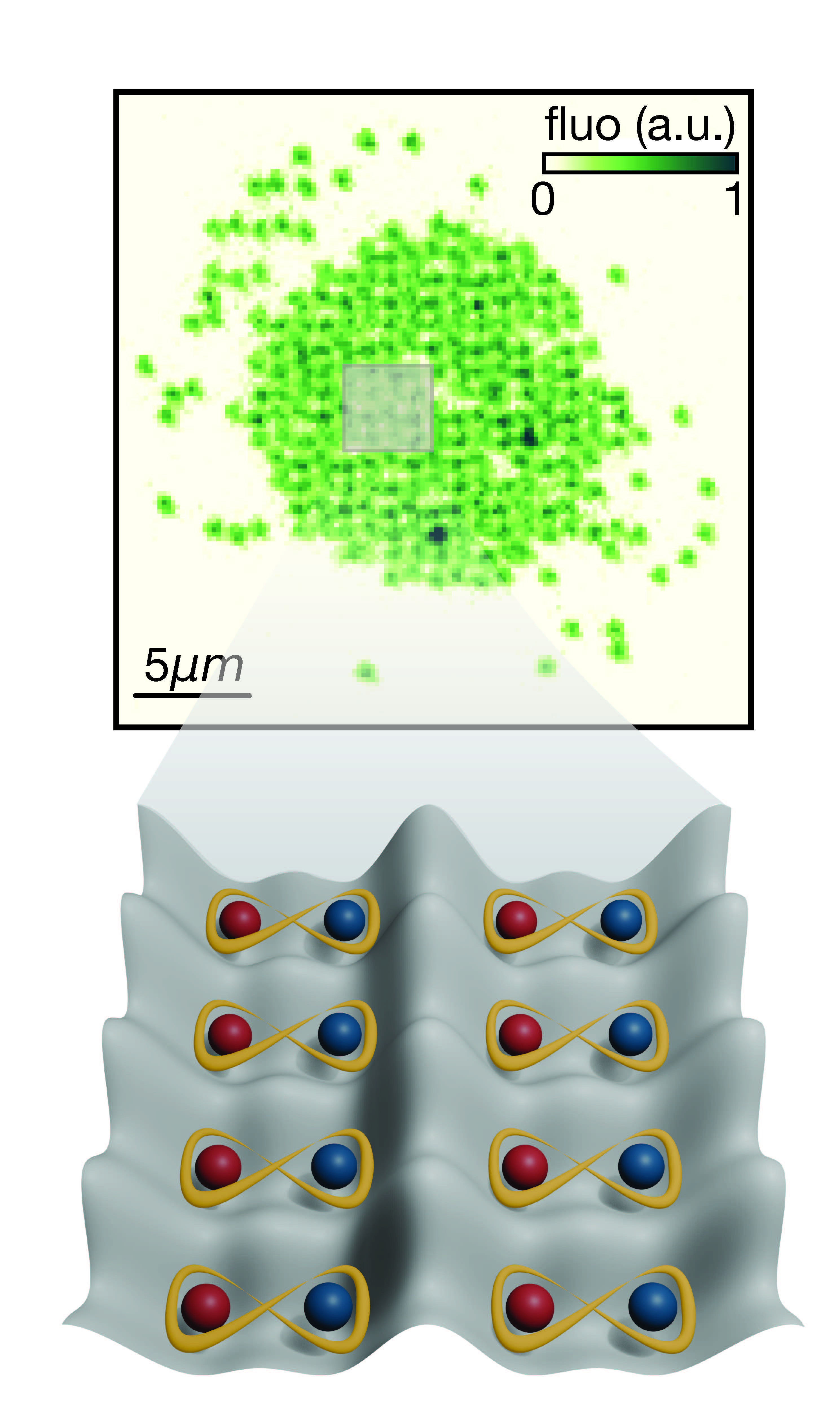 Example shot of dimer singlets in a double-well lattice