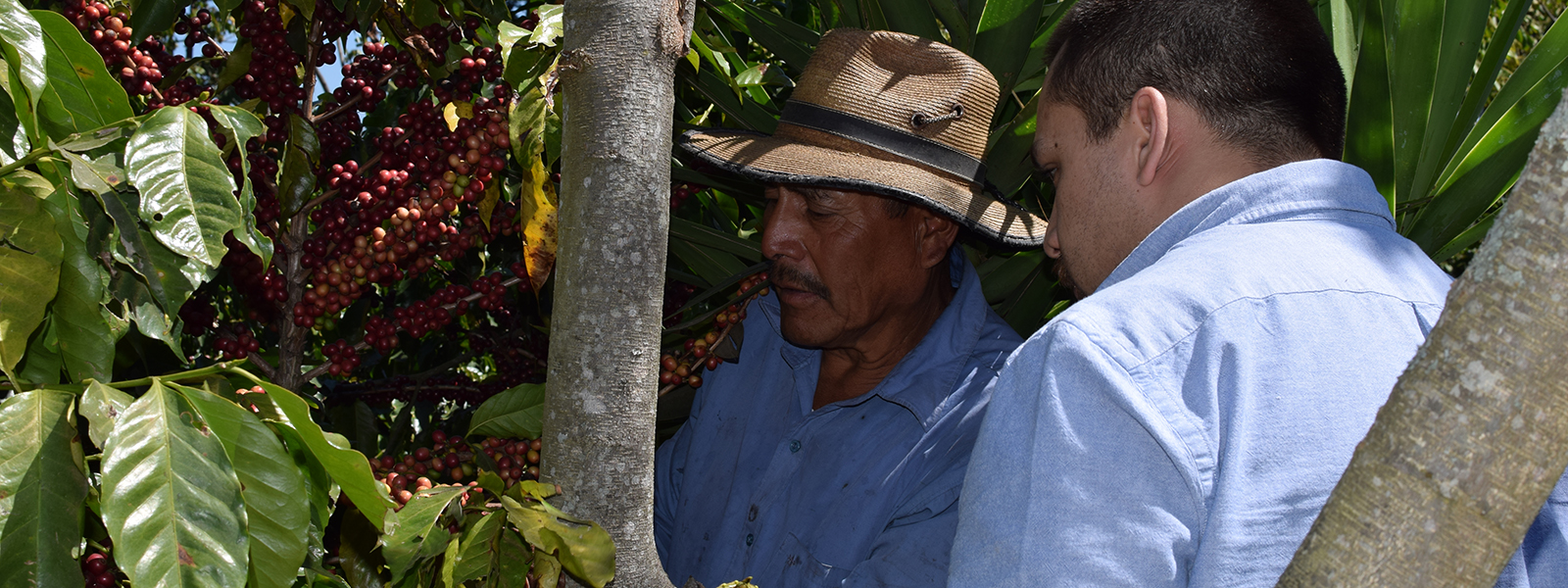 Men picking coffee beans from a coffee plant