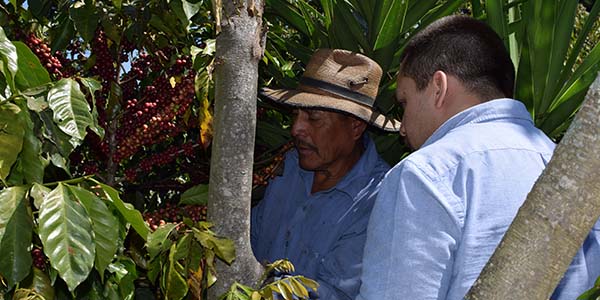 People picking coffee beans from a coffee plant
