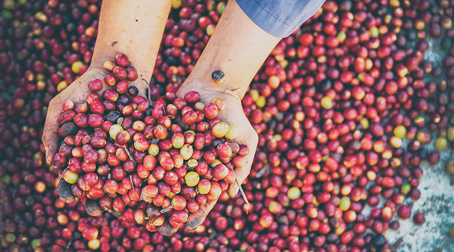 Person holding a handful of unroasted coffee beans