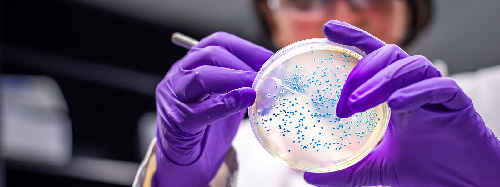 Scientist examining antibiotics in petri dish 