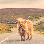 Highland cow on a road in the Highlands