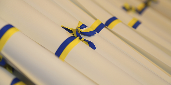 Degree parchments tied in yellow and blue ribbon