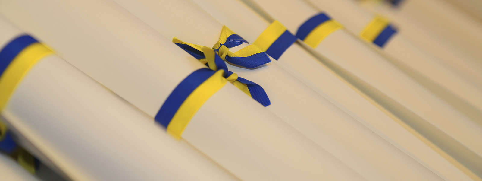 Degree parchments tied in yellow and blue ribbon