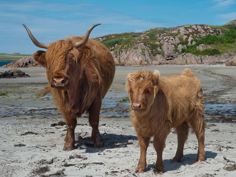 Mother and baby Highland Cows on the on a beach on the Isle of Mull.