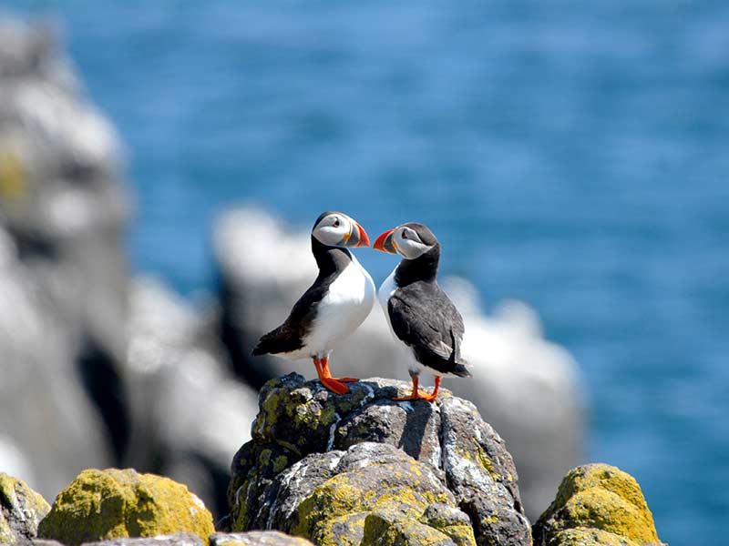 A pair of Atlantic puffins found on Isle of May.