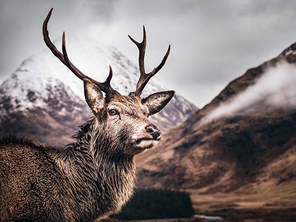 A Scottish stag posing in front of snow topped mountains.